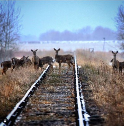 Deer_Crossing_2024_-_Cor_Lodder